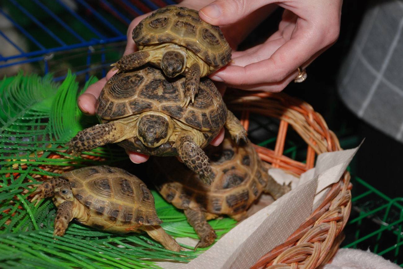 Среднеазиатская черепаха: как содержать - новости о черепахах