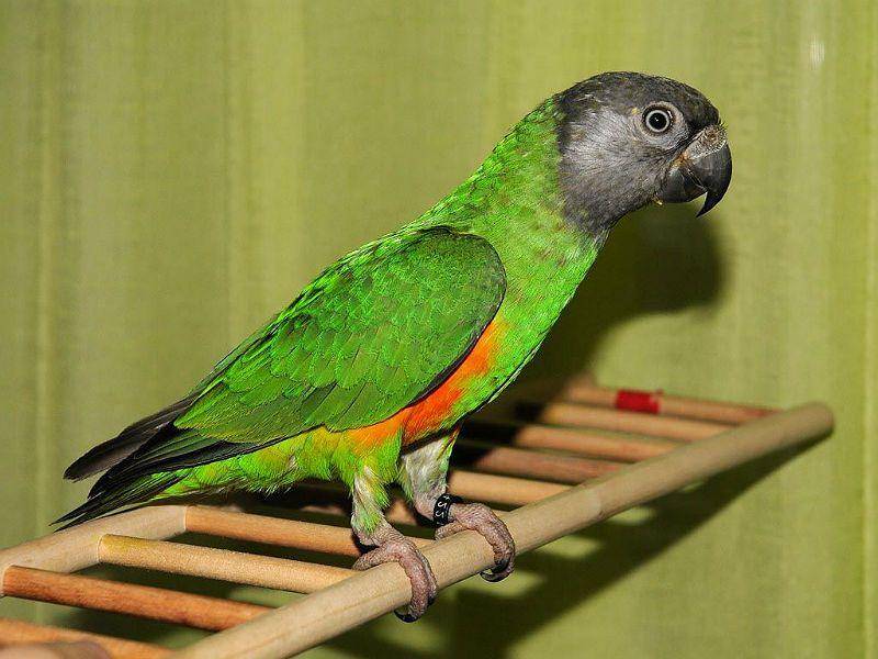 Внешний вид и особенности Сенегальского попугая
