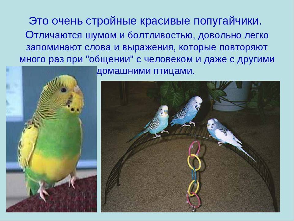 Папугаи — интересные факты