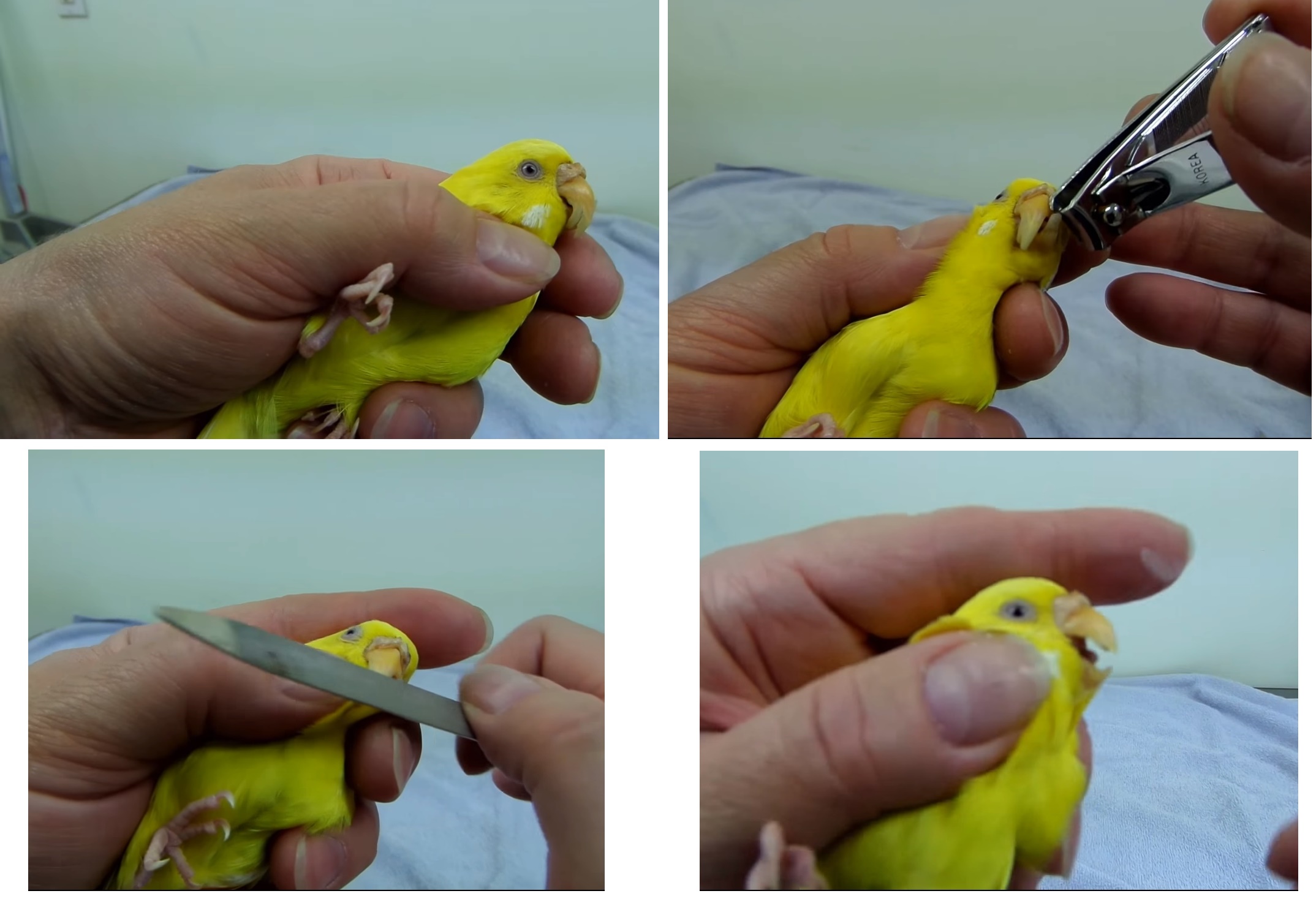 [новое исследование] как подстричь клюв волнистому попугаю, неразлучнику, корелле, жако: лучше обрезать или подточить