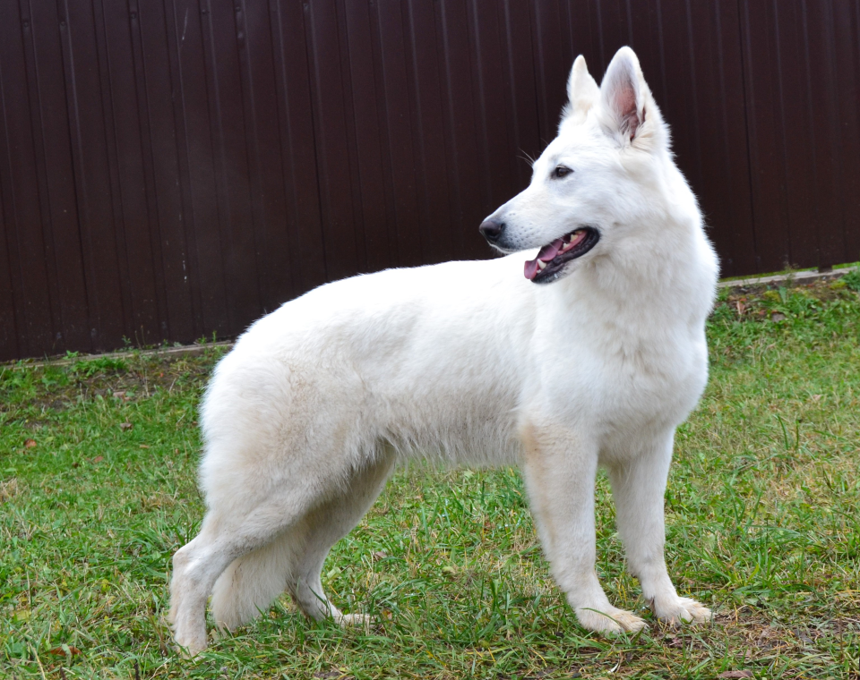 Бшо белая швейцарская овчарка собака. описание, уход и цена породы