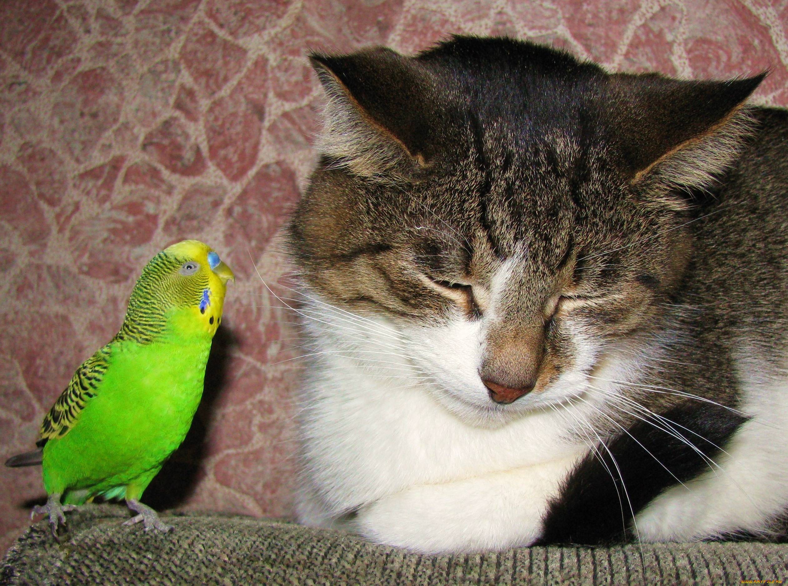 Попугай и кошка в одной квартире - может ли жить кот и попугай в доме