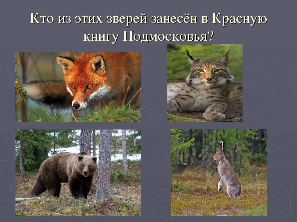 Животные московской области. животный мир москвы и московской области