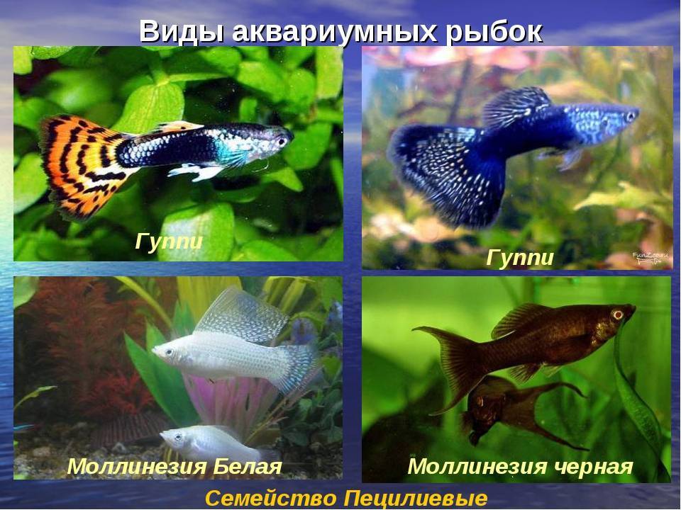 Виды аквариумных рыб с фото и описаниями, особенности ухода