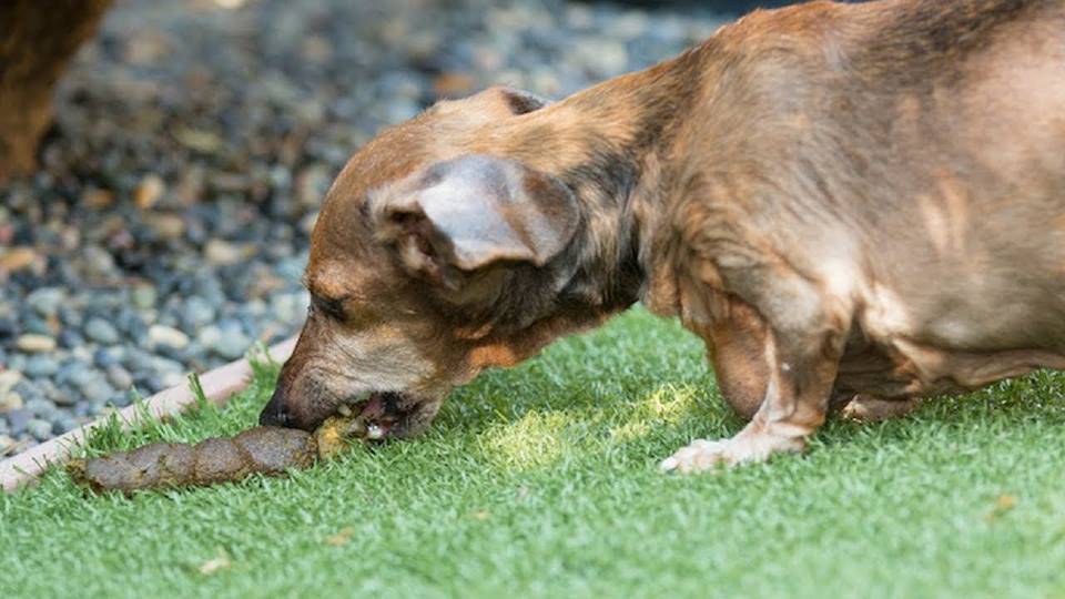 Почему собака ест траву | зачем, на улице