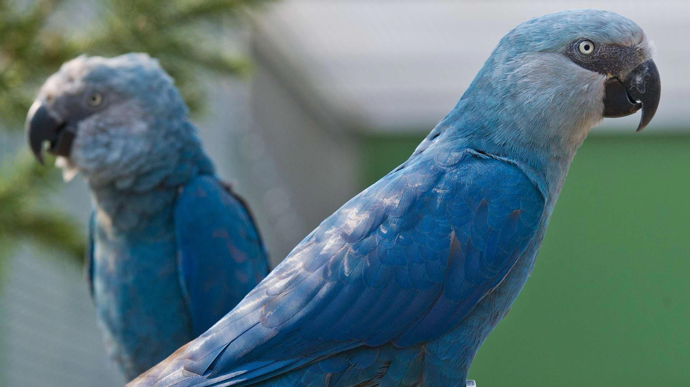 Голубой ара: описание, среда обитания, охрана вида