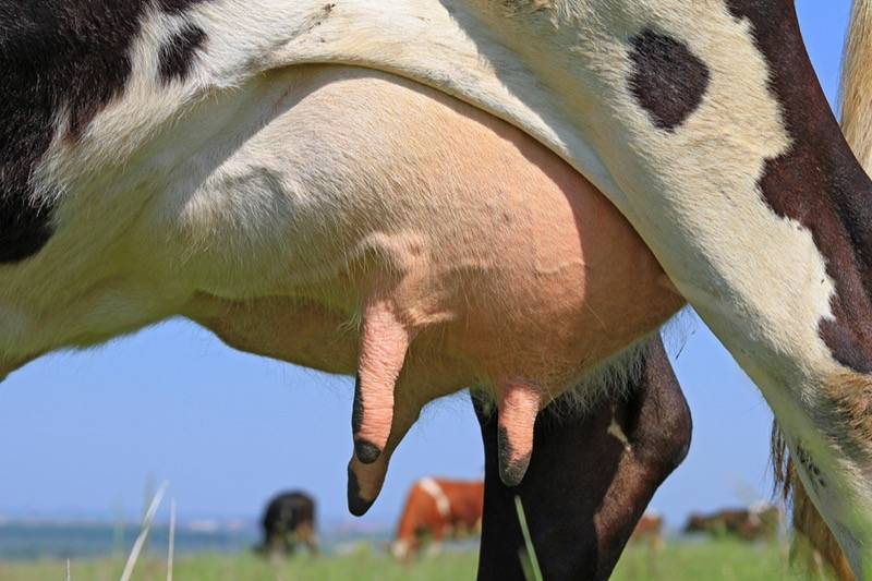 Сколько сосков у коровы, особенности вымени и другие нюансы строения тела коровы
