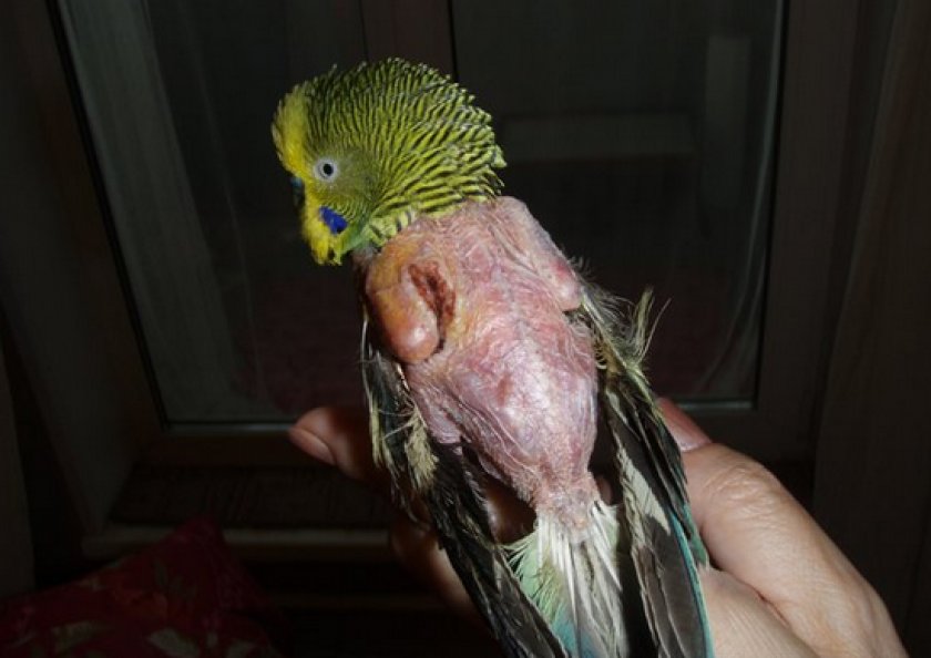 Почему попугай чешется и выщипывает перья на грудке, под крыльями, на попе и на шее до крови. выдергивание и вырывание перышек пернатым питомцем