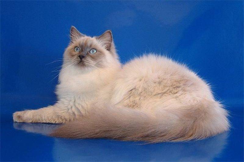 Кошка рэгдолл - фото, описание породы и характера