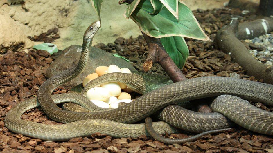 Черная мамба: опасная змея в мире, образ жизни, описание