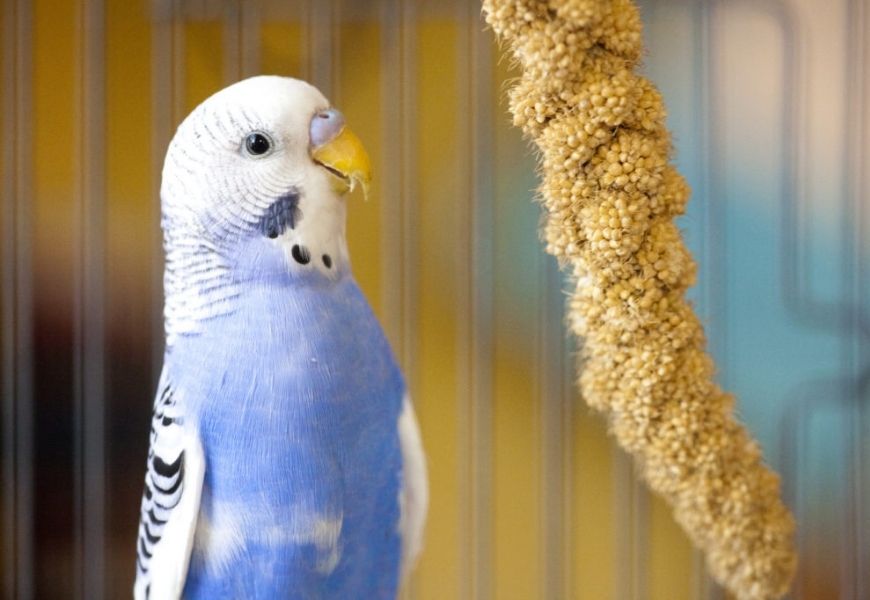 Чумиза для попугаев: что это и как кормить
