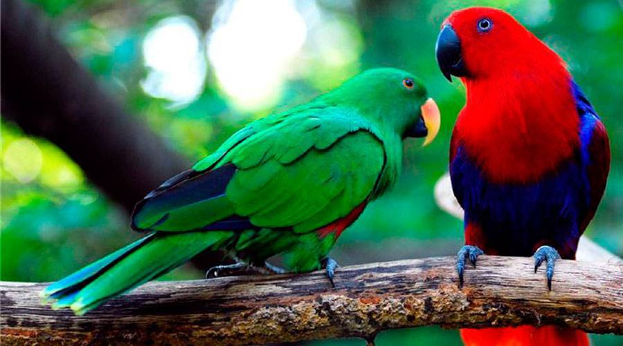 Травяные попугаи: лазурный, глянцевый, розовобрюхий - фото, описание, отзывы, уход, содержание и цена