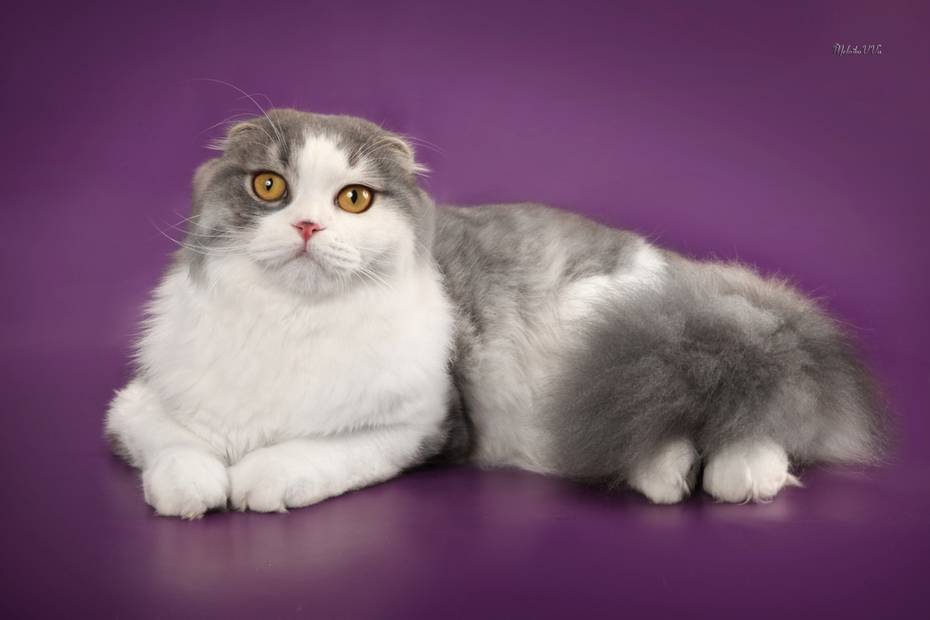 Хайленд фолд: шотландская длинношерстная вислоухая кошка