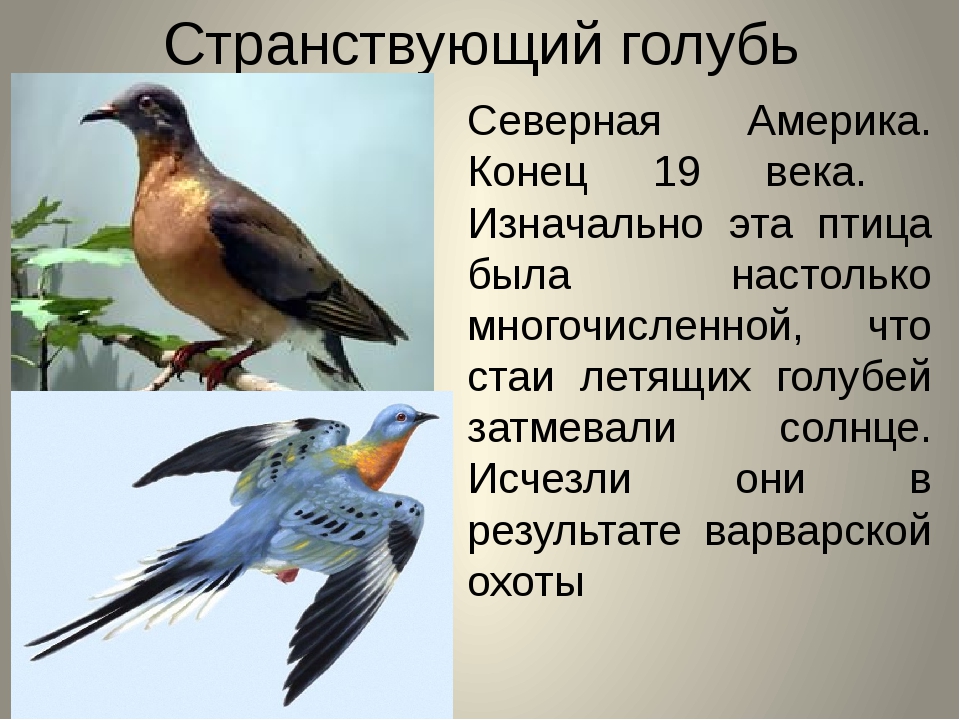Причины вымирания птиц