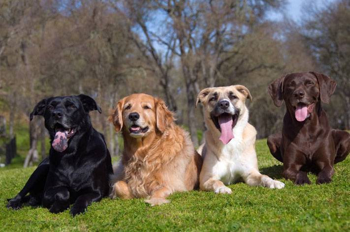 10 советов начинающим собаководам - hidogs.ru - породы собак, фото и описание