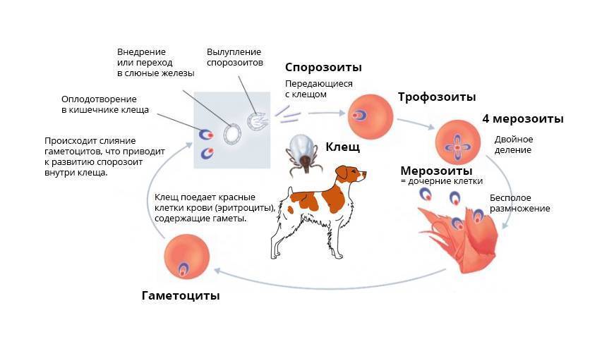 Пироплазмоз (бабезиоз) у собак