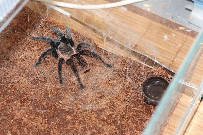 Содержание паука птицееда: как определить его пол, уход и кормление, сколько живут пауки в домашних условиях?