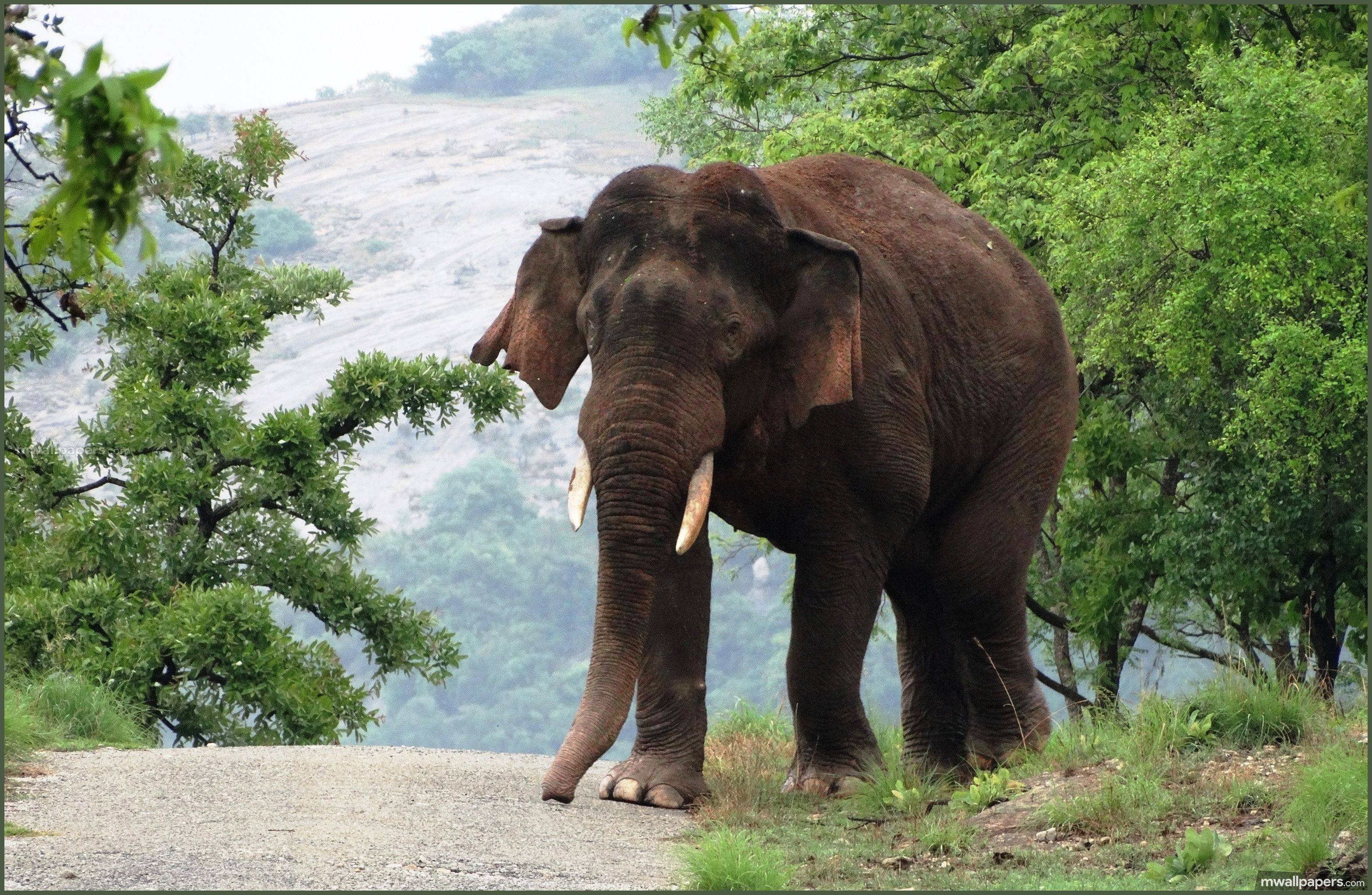 Индийский слон: описание, где обитает, сколько живут