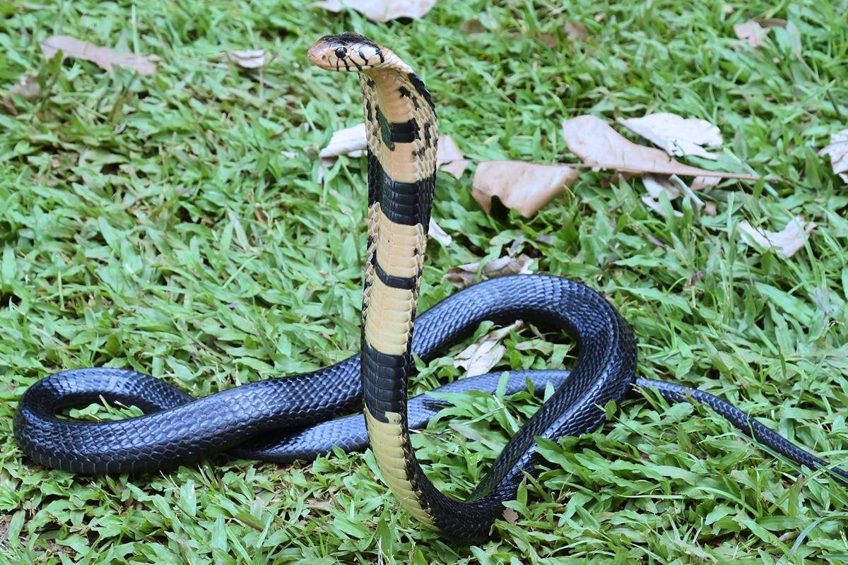 Индийская кобра. образ жизни и среда обитания индийской кобры | животный мир