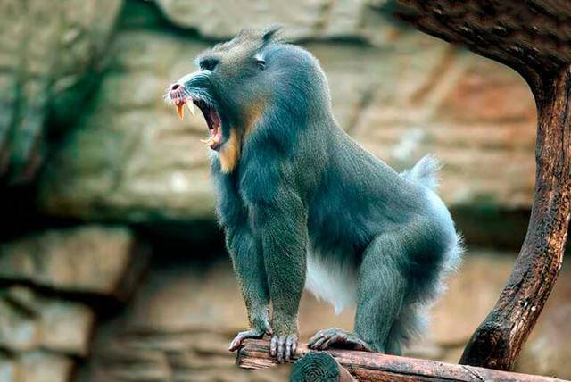 Виды обезьян. описание, названия и особенности видов обезьян | животный мир
