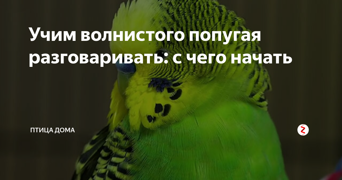 Как научить попугая разговаривать за 5 минут: обучение птицы, видео