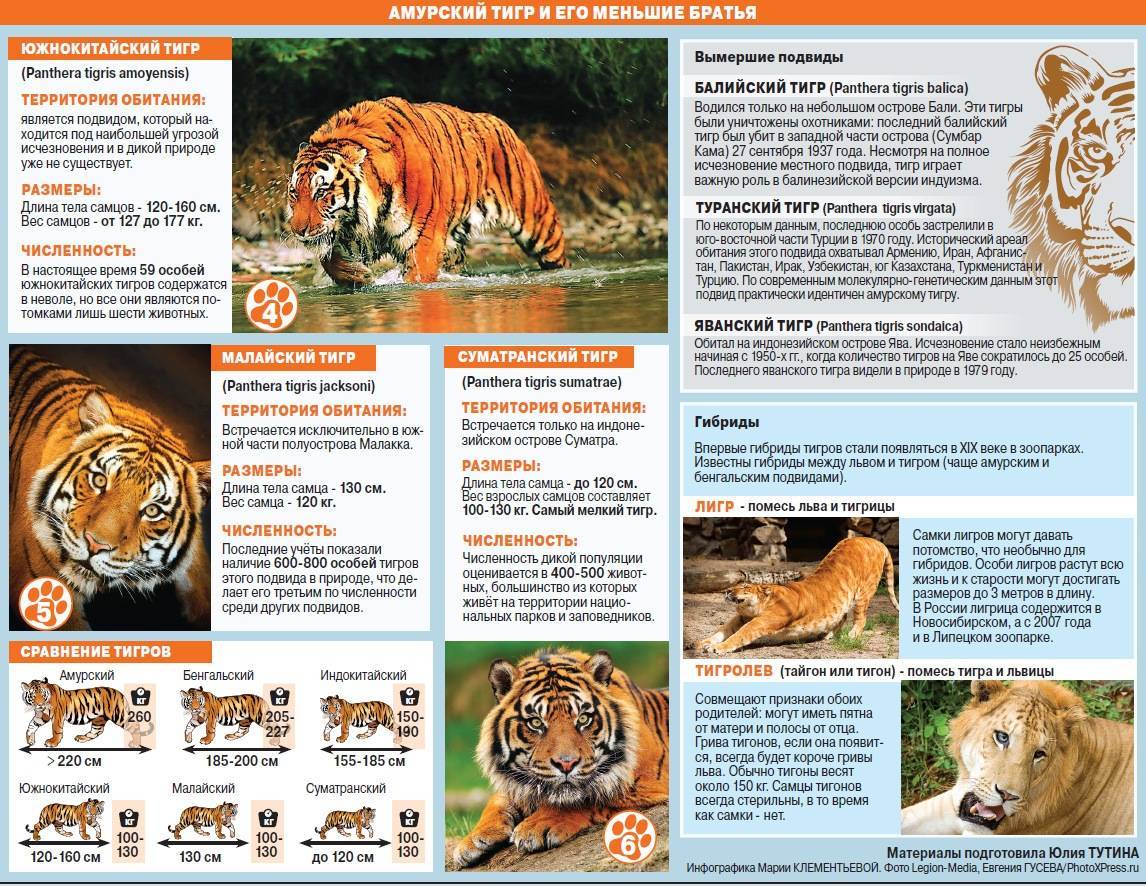 Тигры (лат. раntherа tigris)