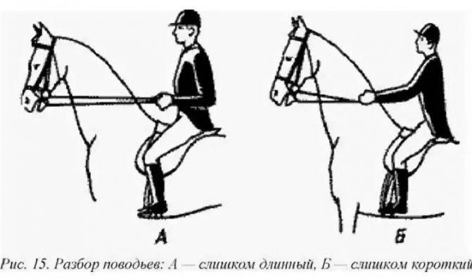 Иппотерапия. какие болезни лечит верховая езда на лошади
