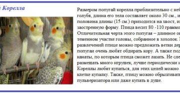 Попугаи кореллы: уход и содержание в домашних условиях :: syl.ru