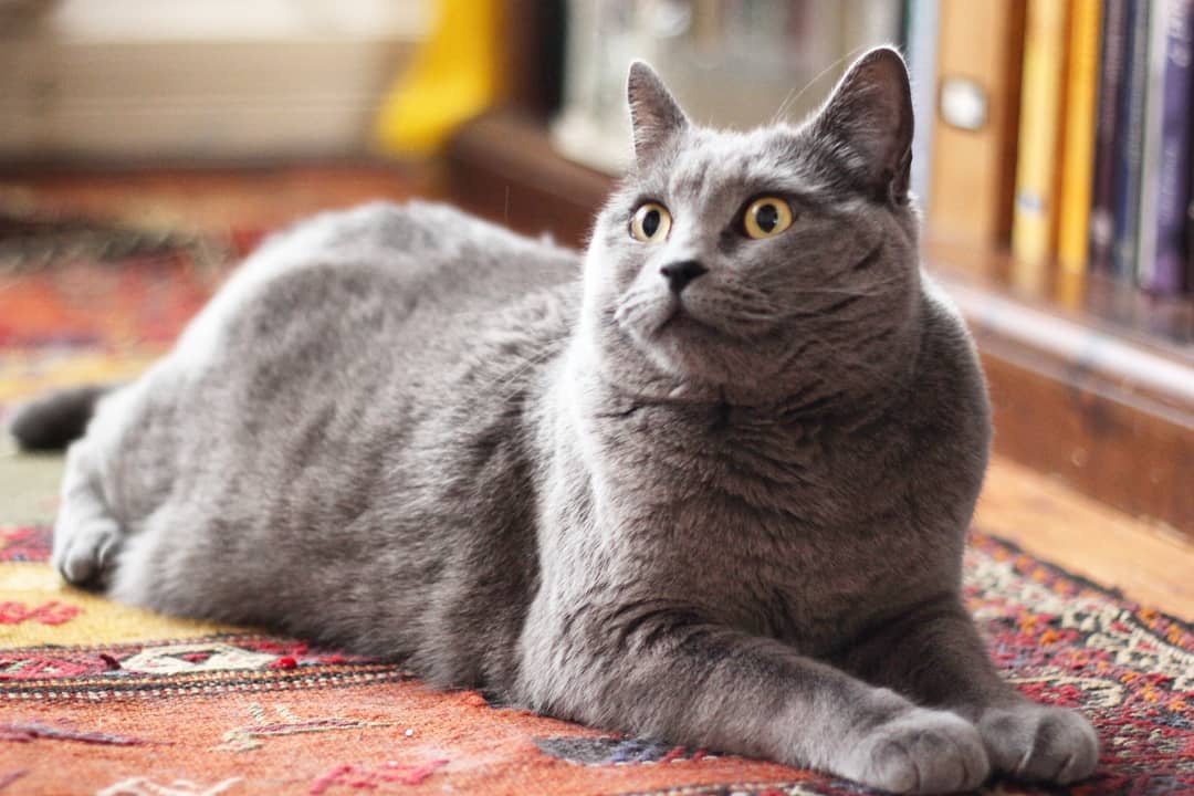 Шартрез кошка фото и описание породы картезианская