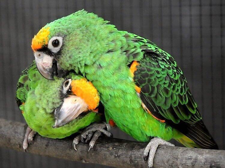 Конголезский попугай: внешний вид, характер по отзывам владельцев, жизнь дома, содержание, уход, размножение