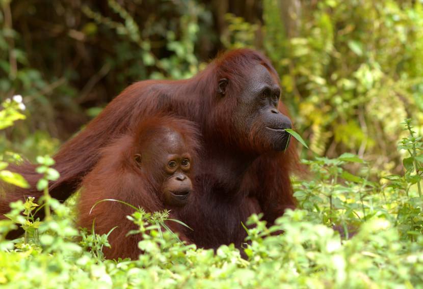 Орангутанг - orangutan island - abcdef.wiki
