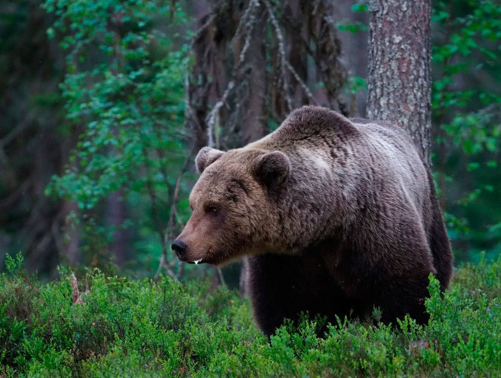 Сообщение о буром медведе  описание животного, где живет и чем питается
