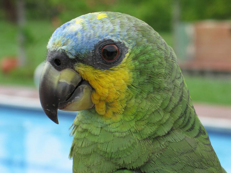 Попугай амазон. образ жизни и среда обитания попугая амазон | животный мир