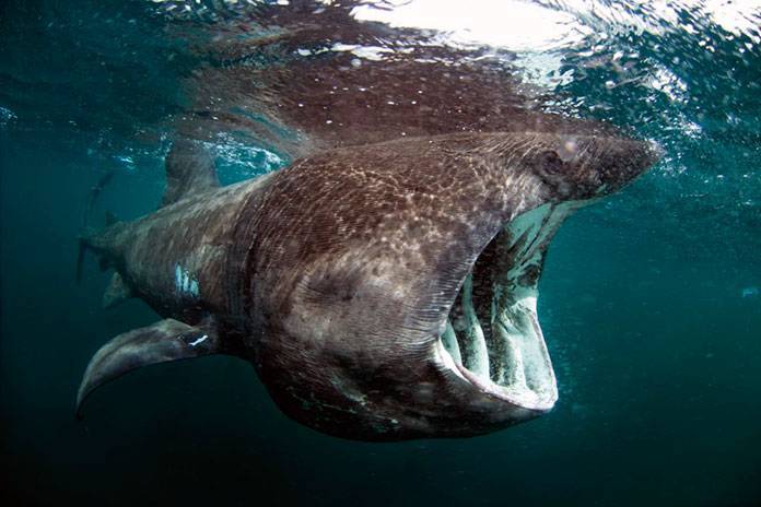 Самая большая акула в мире: как называется и выглядит, сколько весит