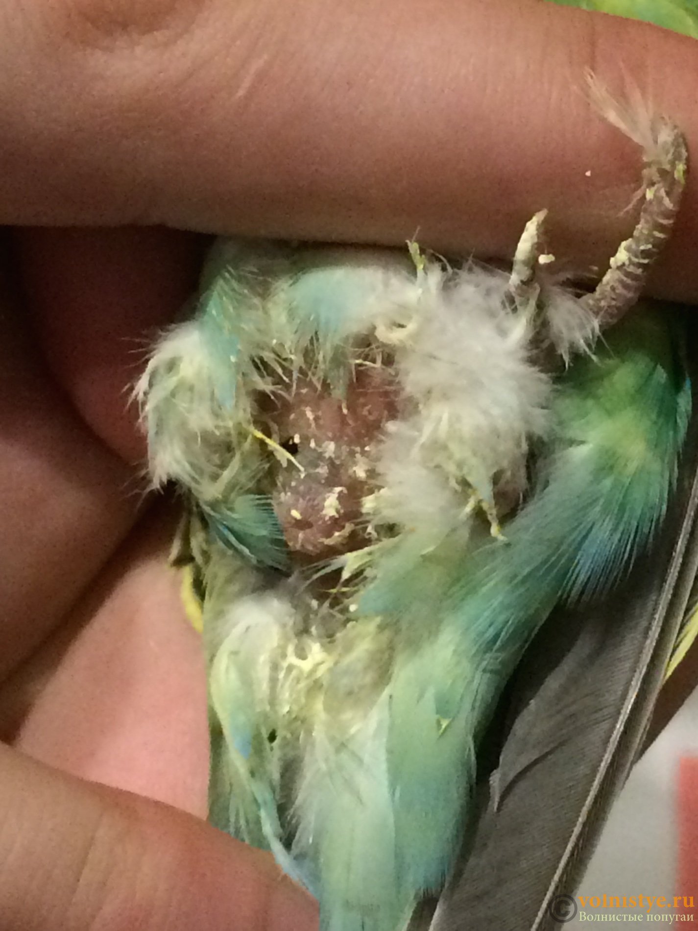 Почему попугай тяжело дышит с открытым клювом