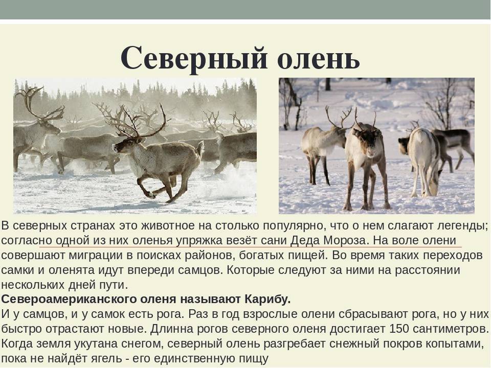 Северный олень. образ жизни и среда обитания северного оленя | животный мир