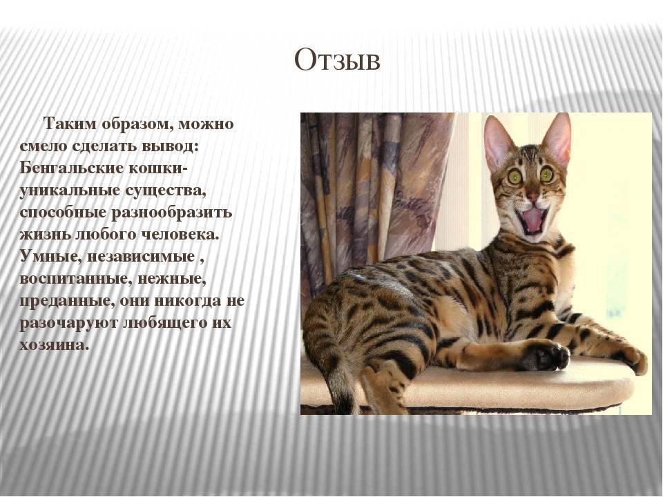 Минусы и недостатки бенгальской кошки - wlcat.ru