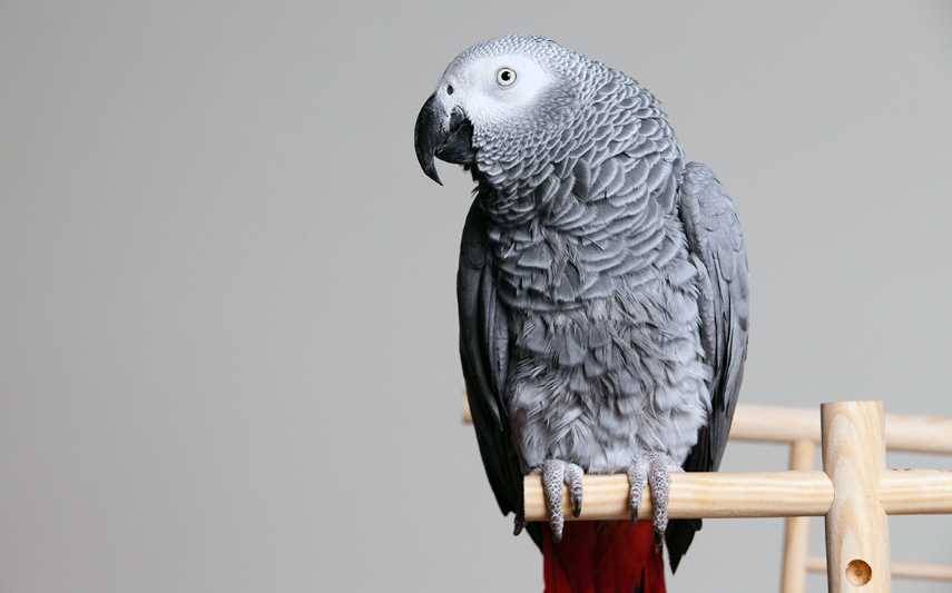 Попугай жако: фото, виды, особенности, интеллект, содержание дома