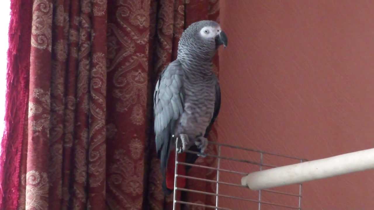 Попугаи жако. серый африканский попугай или жако бурохвостый и краснохвостый