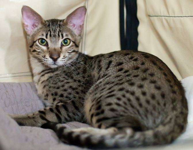 ᐉ пятнистые кошки: топ 20 пород, похожих на леопарда, 50 фото - zoogradspb.ru