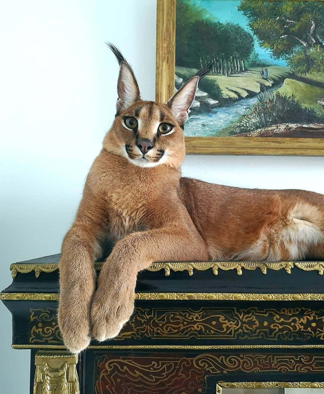 Удивительная кошка каракал – описание, чем питается, образ жизни, фото и видео