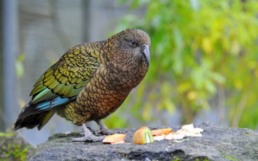 Новозеландский попугай какарик: описание, виды, содержание