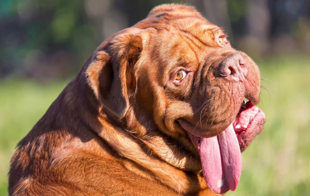 Бордоский дог: 90 фото параметров, стандартов породы собак и их характер