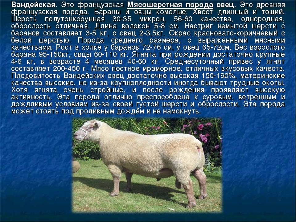 Катумские овцы - описание,продуктивность и способы разведения, разведение в домашних условиях