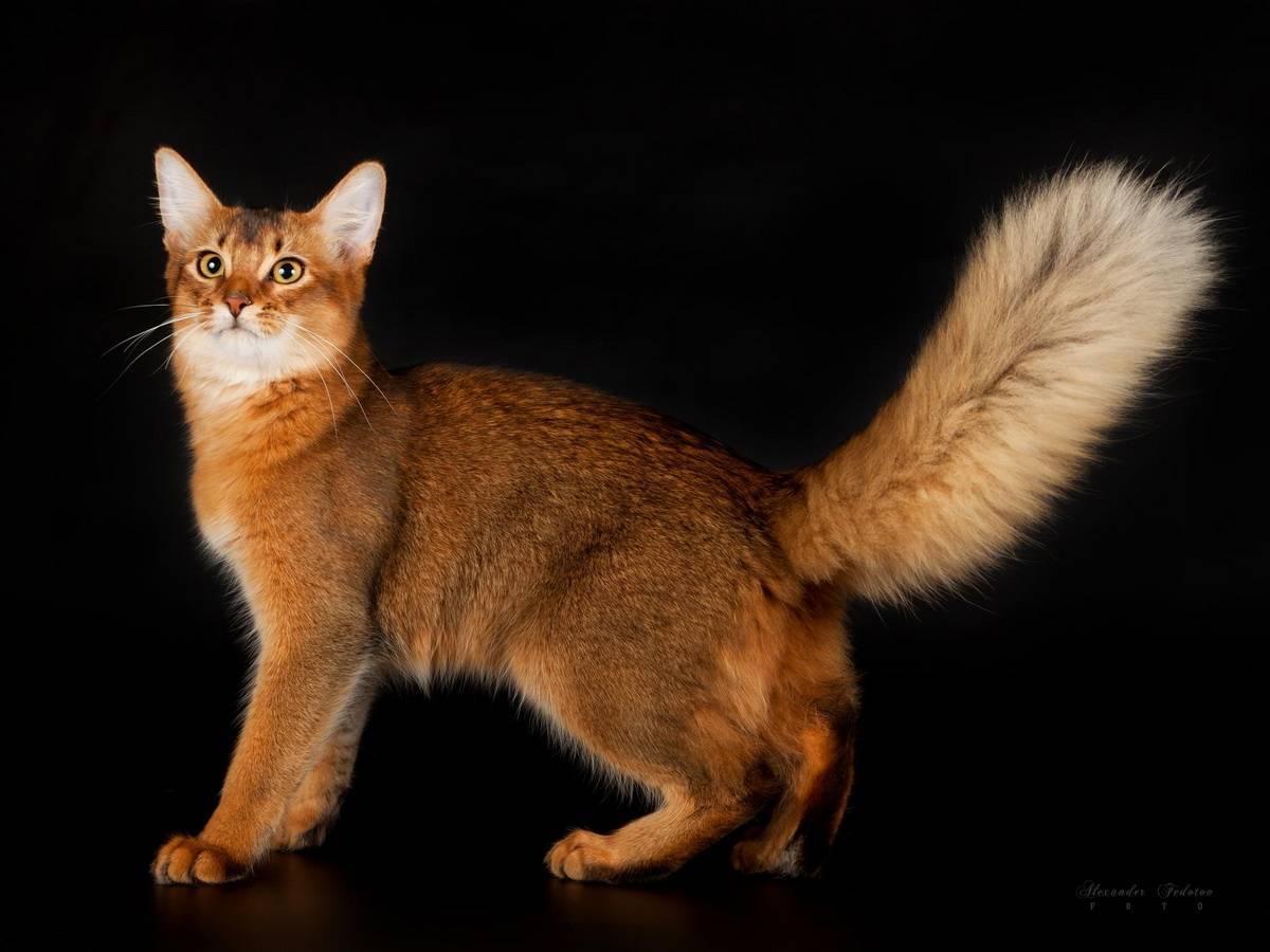 Кошка сомали: описание породы, особенности характера и отзывы :: syl.ru
