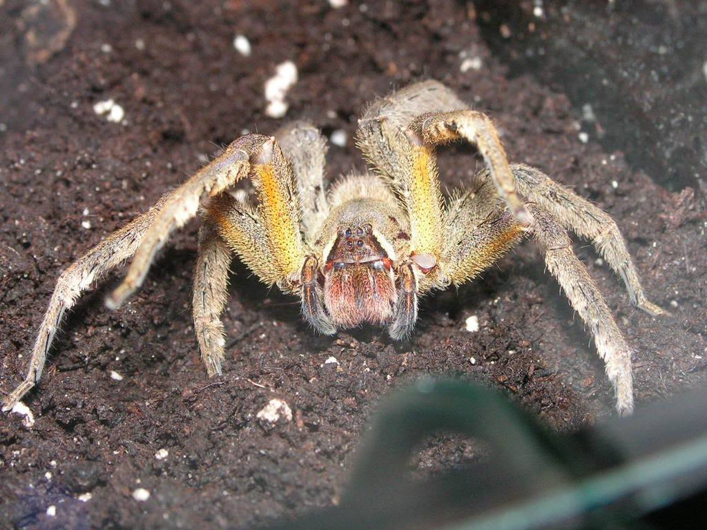 Самый опасные пауки в мире, какие бывают ядовитые пауки