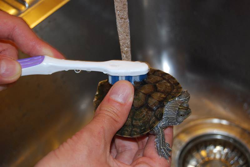 Уход за сухопутной черепахой в домашних условиях — гид по косметике