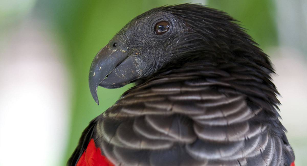 11 видов попугаев: маленькие, средние, большие и их описание