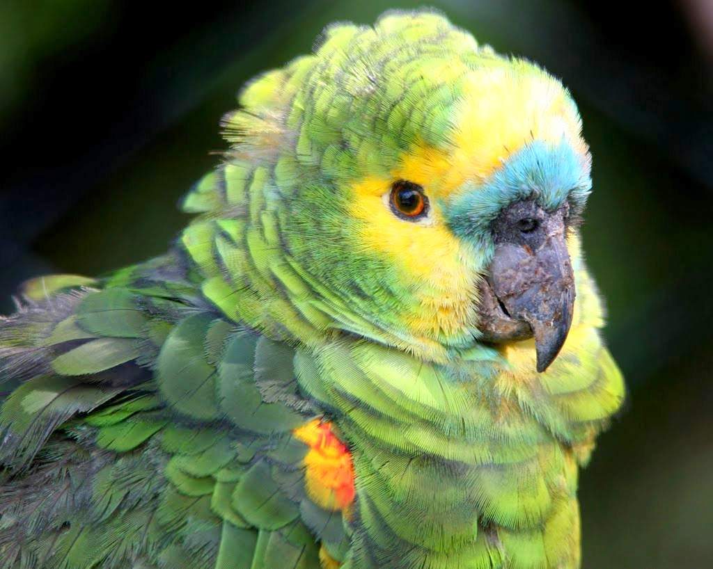 Амазонские попугаи — описание птицы