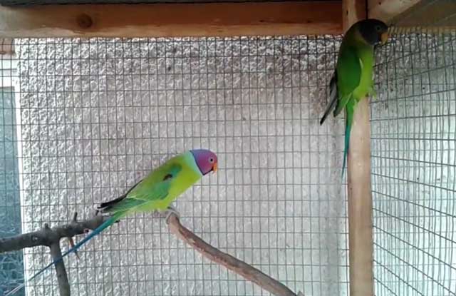 Ожереловый попугай (индийский кольчатый попугай)